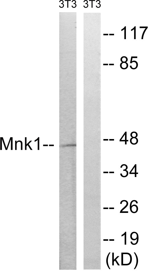 MNK1 Ab