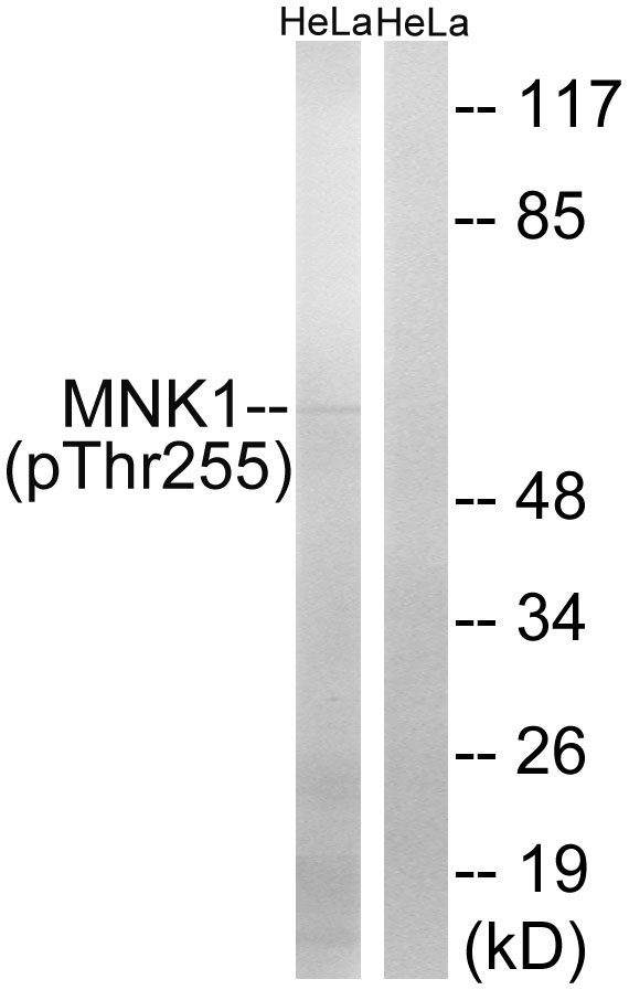 p-MNK1 (T255) Ab