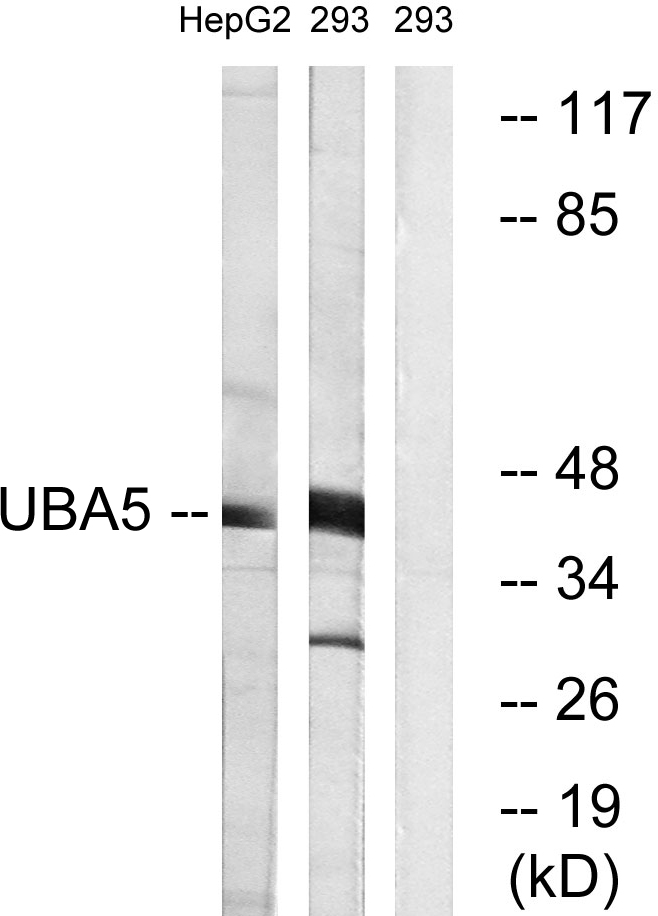 UBA5 Ab