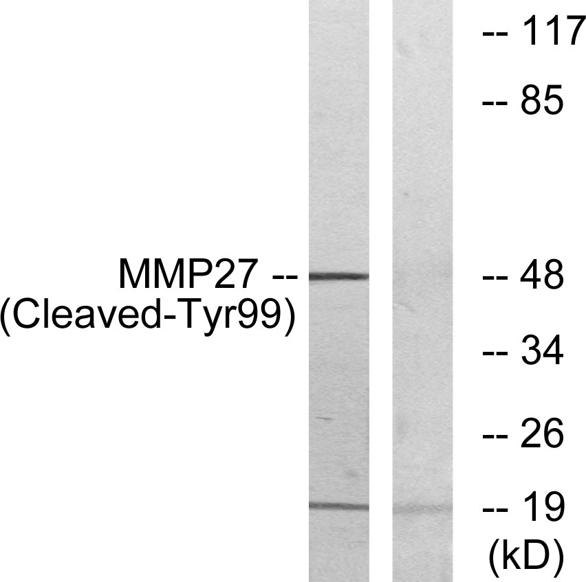 Cleaved-MMP27 (Y99) Ab