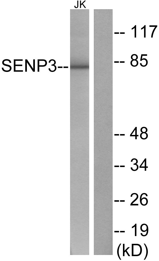 SENP3 Ab