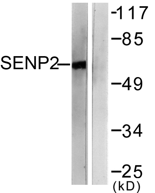 SENP2 Ab