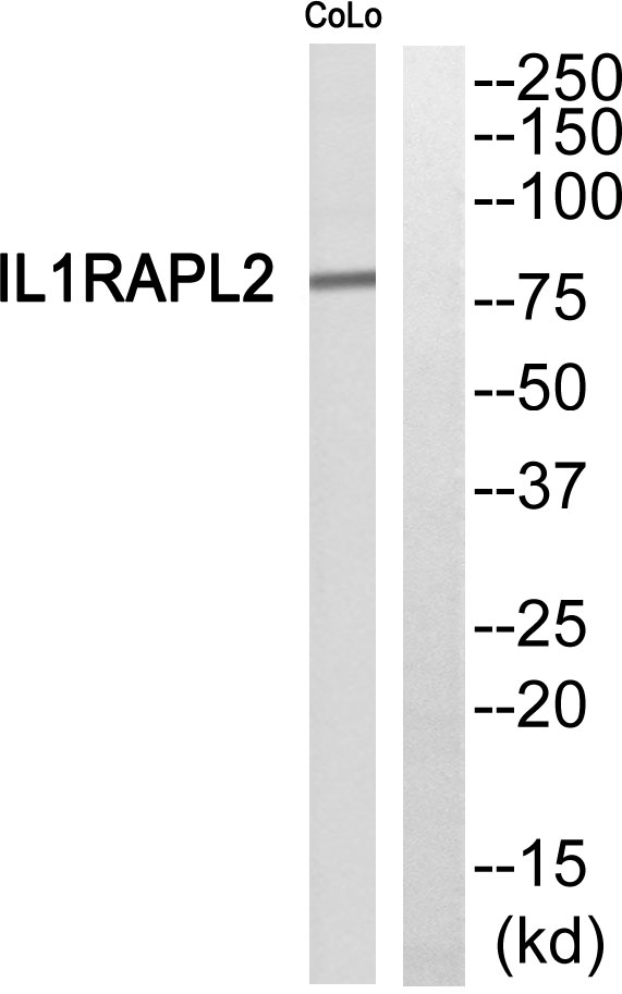 IL 1 RAPL2 Ab
