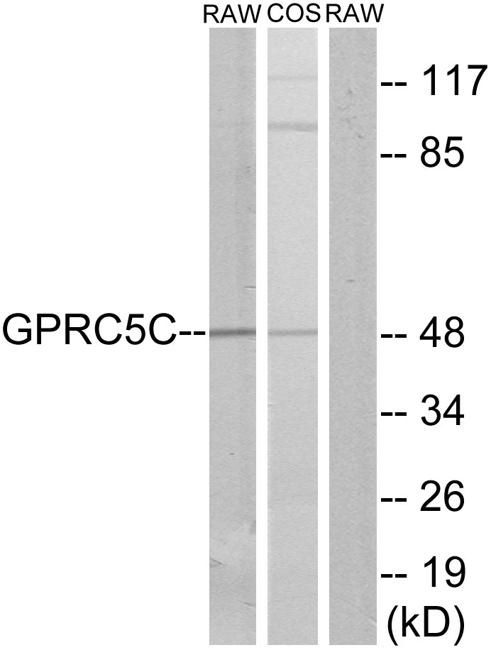 GPRC5C Ab