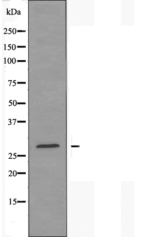 14-3-3 epsilon Ab