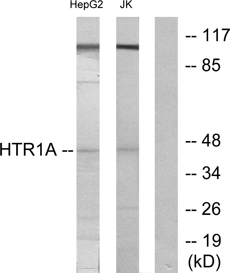 5 HT1A Ab