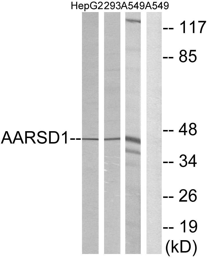 AARSD1 Ab