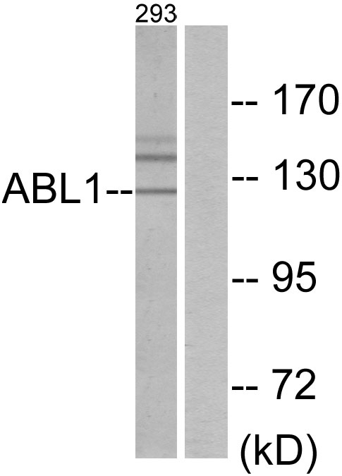 ABL1 Ab