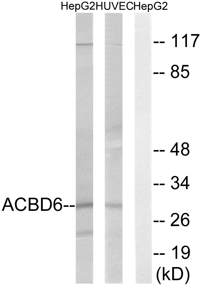 ACBD6 Ab