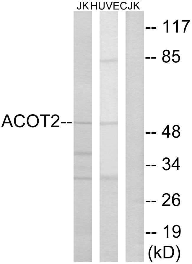 ACOT2 Ab