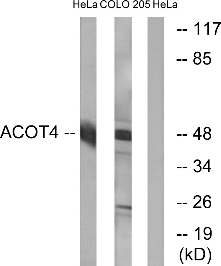 ACOT4 Ab