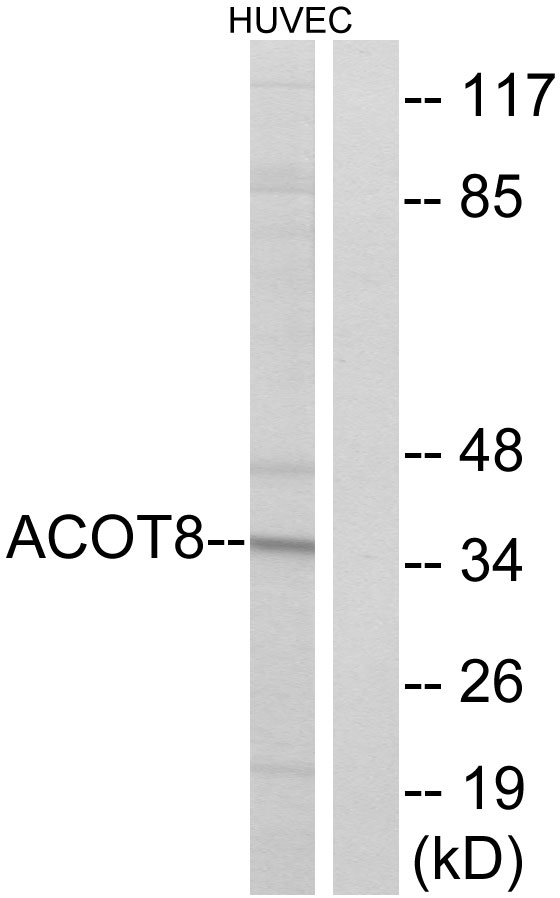 Acyl CoA thioesterase 8 Ab