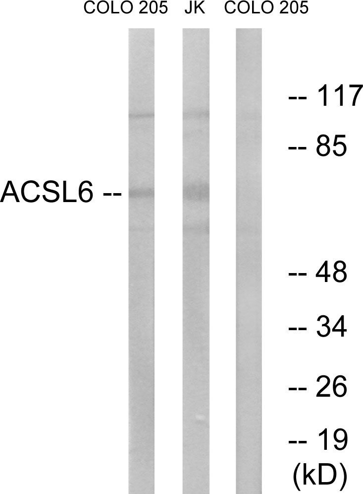 ACSL6 Ab