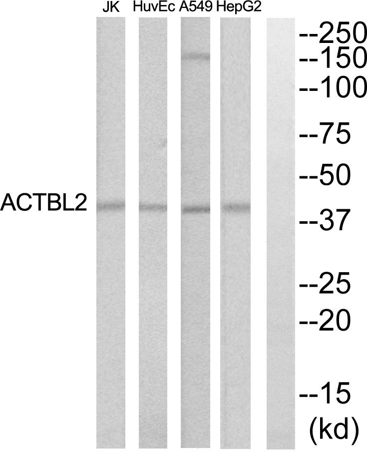 ACTBL2 Ab