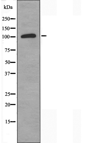 Adenylate cyclase type 4 Ab