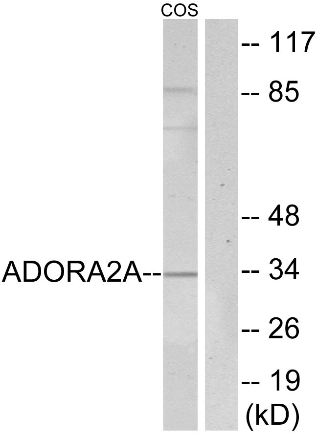 ADORA2A Ab