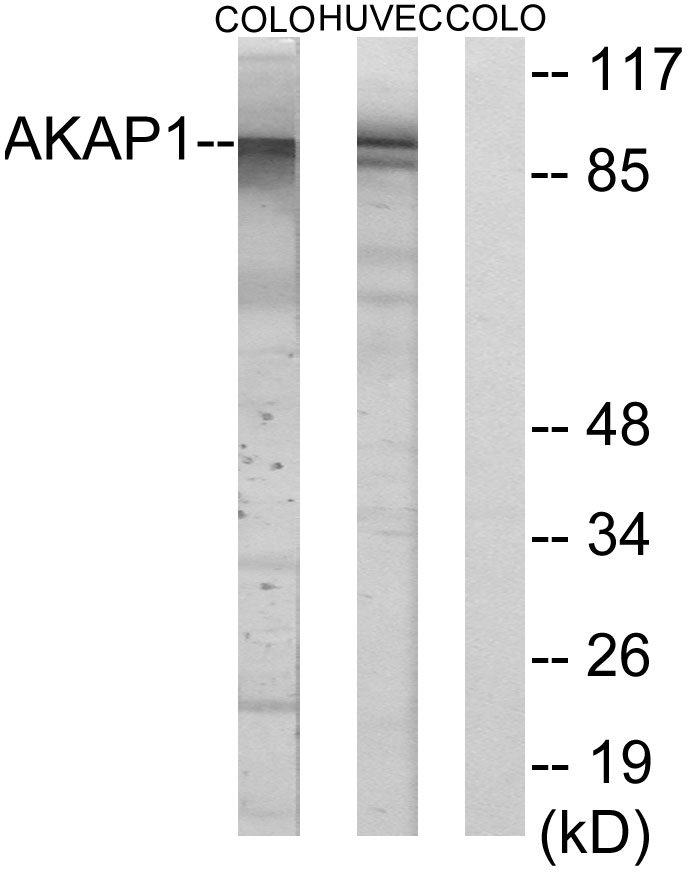 AKAP 1 Ab