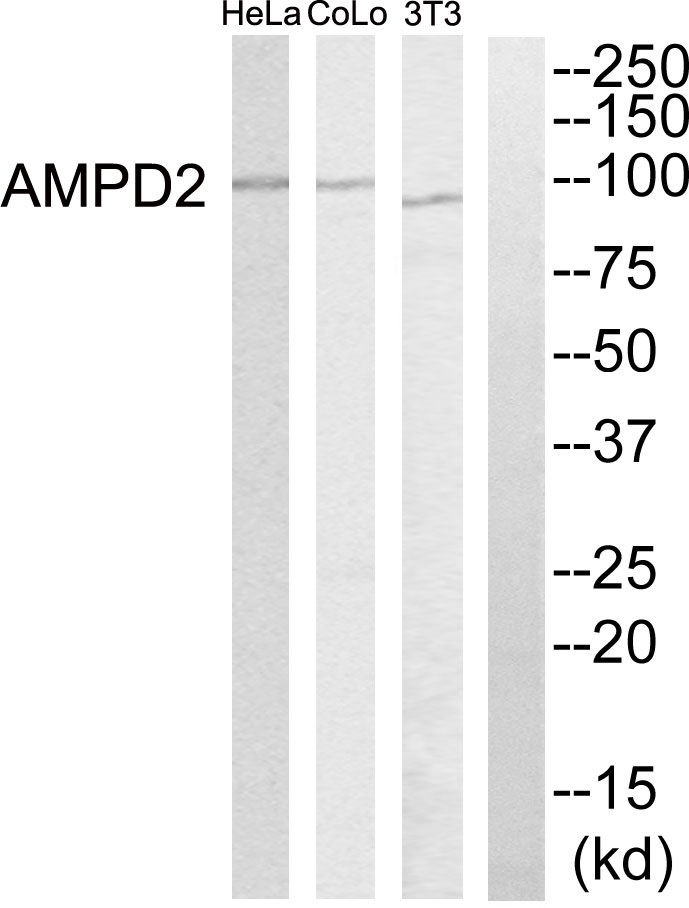 AMP deaminase 2 Ab