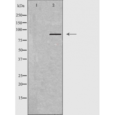 APLP2 Ab