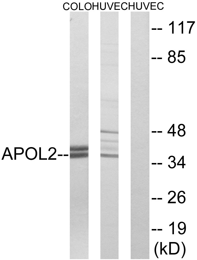 Apolipoprotein L2 Ab