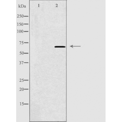 Amyloid protein binding protein 2 Ab