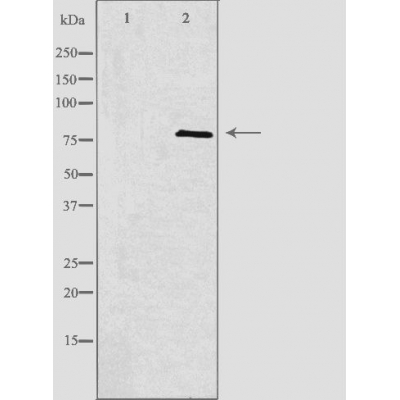 Dip13 alpha Ab