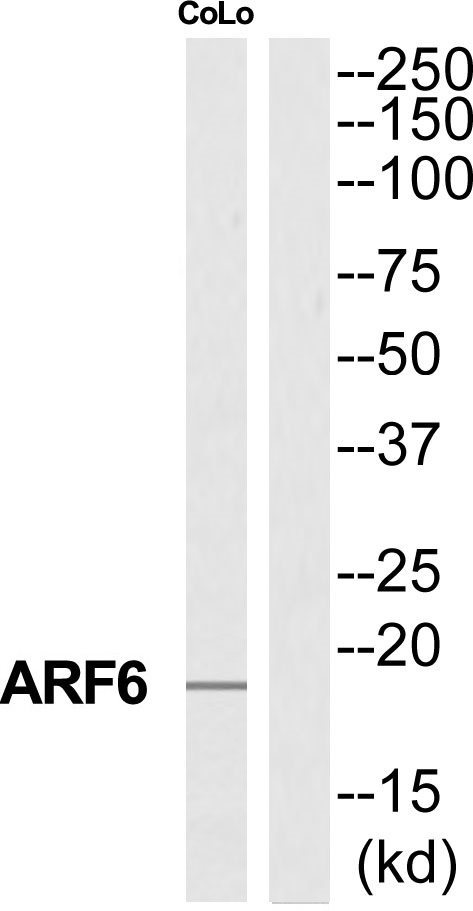 ADP ribosylation factor 6 Ab