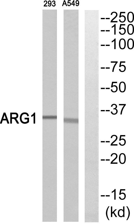 Arginase 1 Ab