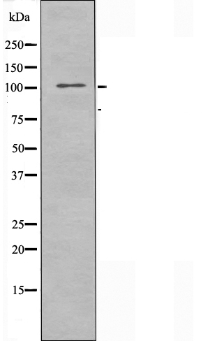 ARHGAP11A Ab