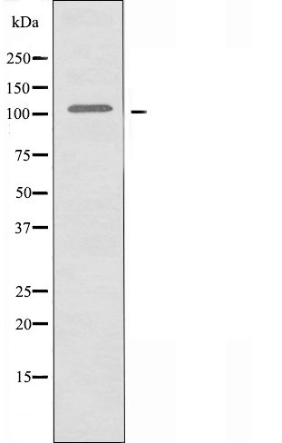 p115 RhoGEF Ab