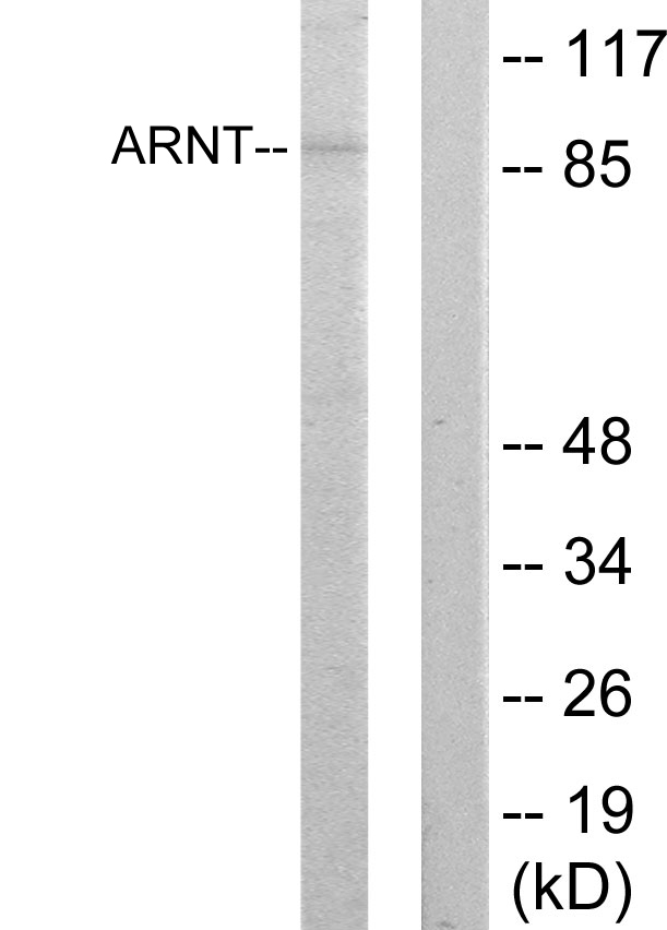 HIF 1 beta Ab