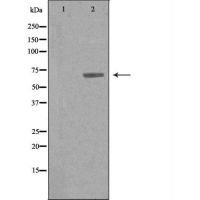 Arylsulfatase G Ab