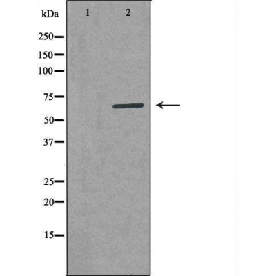 Arylsulfatase I Ab