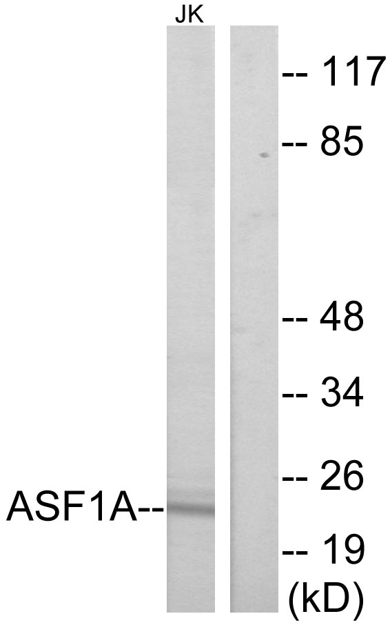 ASF1A Ab