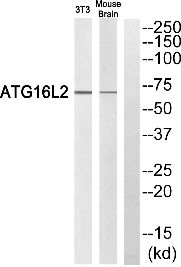 ATG16L2 Ab