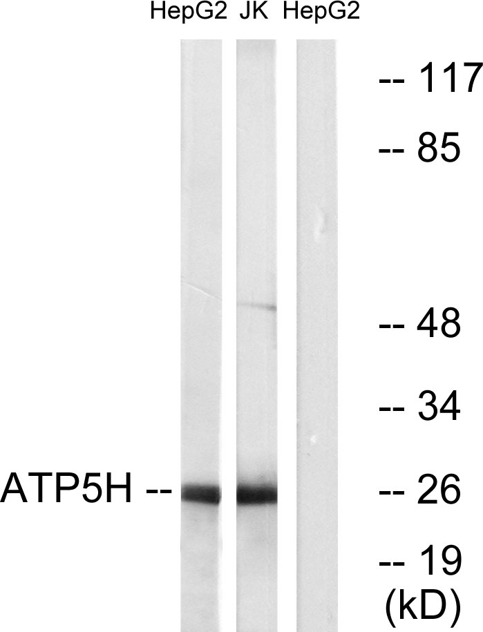 ATP5H Ab