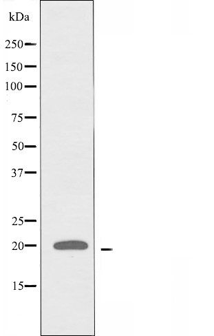 ATP5L2 Ab