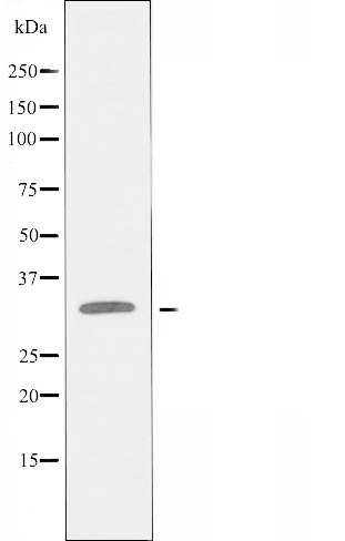 Bcl 2 L12 Ab