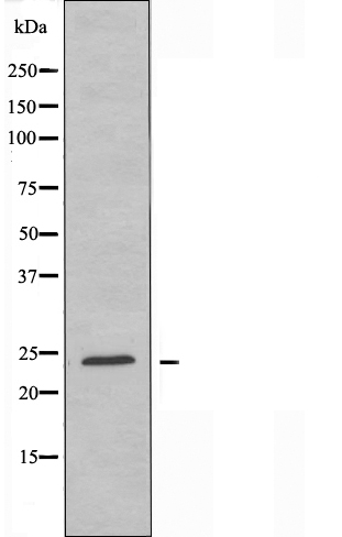 Bcl 2 like protein 2 Ab