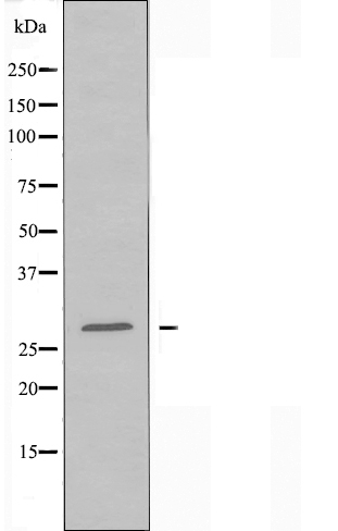 CDC42EP2 Ab