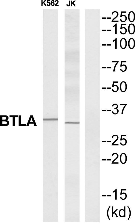 CD272 Ab