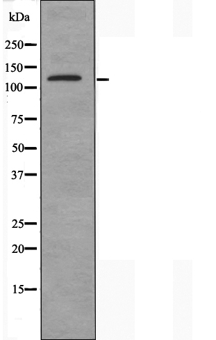 Nesprin 3 Ab