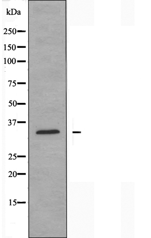 Carbonic anhydrase 13 Ab