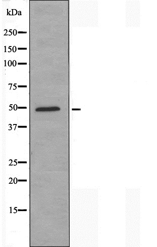 Cell adhesion molecule 1 Ab