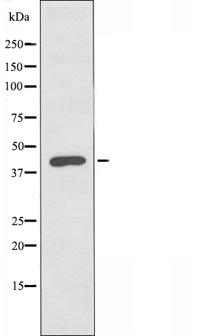 Cell adhesion molecule 3 Ab