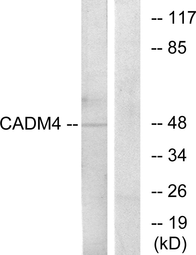 Cell adhesion molecule 4 Ab