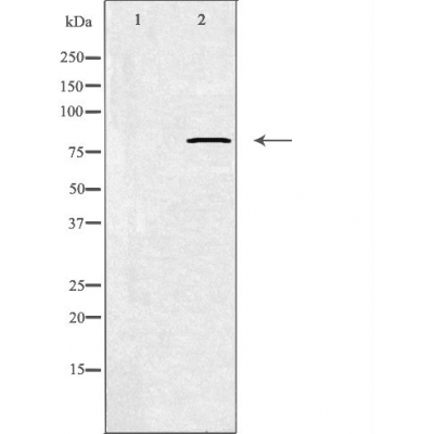 Calpain 11 Ab