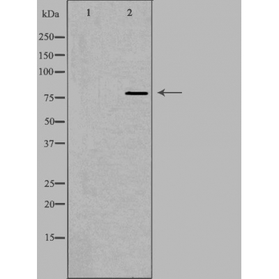 Calpain 12 Ab