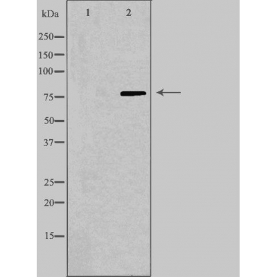 Calpain 9 Ab