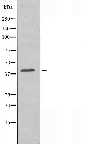 CCR11 Ab